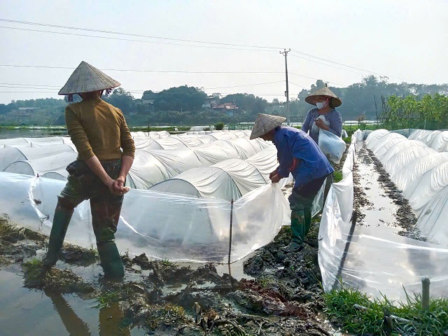 Bình Phú tập trung chống rét cho mạ vụ chiêm xuân 2026.