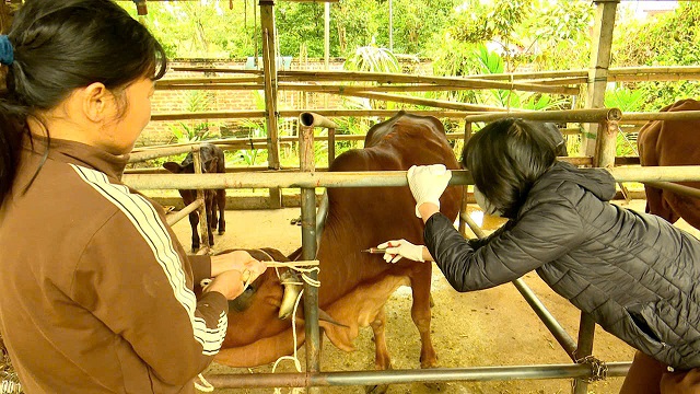 Xã Bình Phú triển khai tiêm phòng vắc xin cho đàn vật nuôi và vệ sinh tiêu độc khử trùng môi trường chăn nuôi đợt 2 năm 2025.