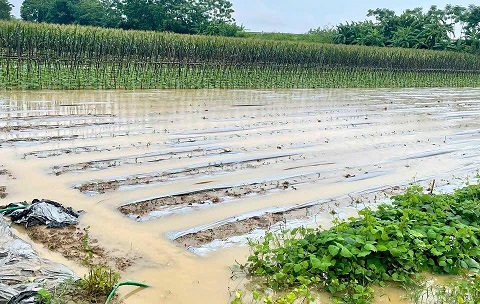 Xã Bình Phú kiểm tra công tác phòng chống ngập úng trên địa bàn.